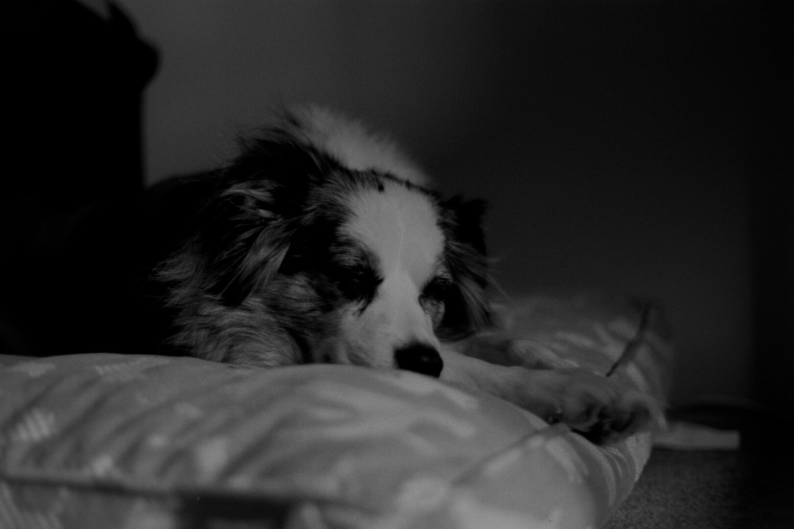 A sleeping mini aussie. He is stretched out onto a bed with paws extended and his face between them.

The photo is a bit dark over all.