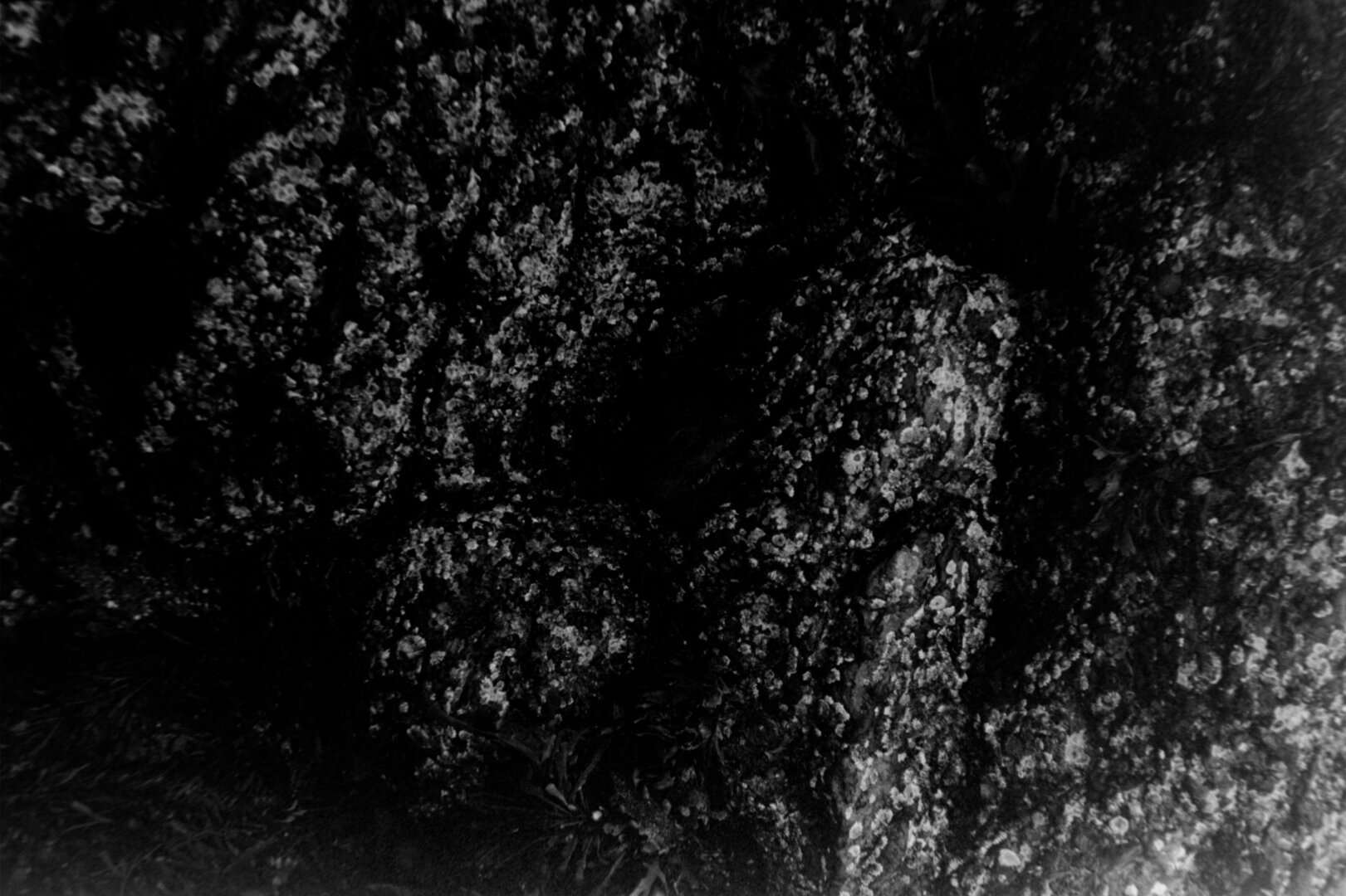 A dark photo of rock at the beach, covered in barnacles and vegetation.