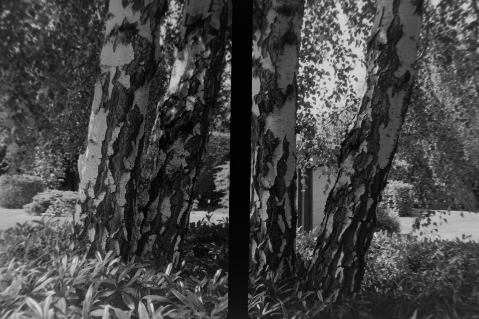 Two portrait frames. Both of some white barked tree with large dark rips and rough patches protruding