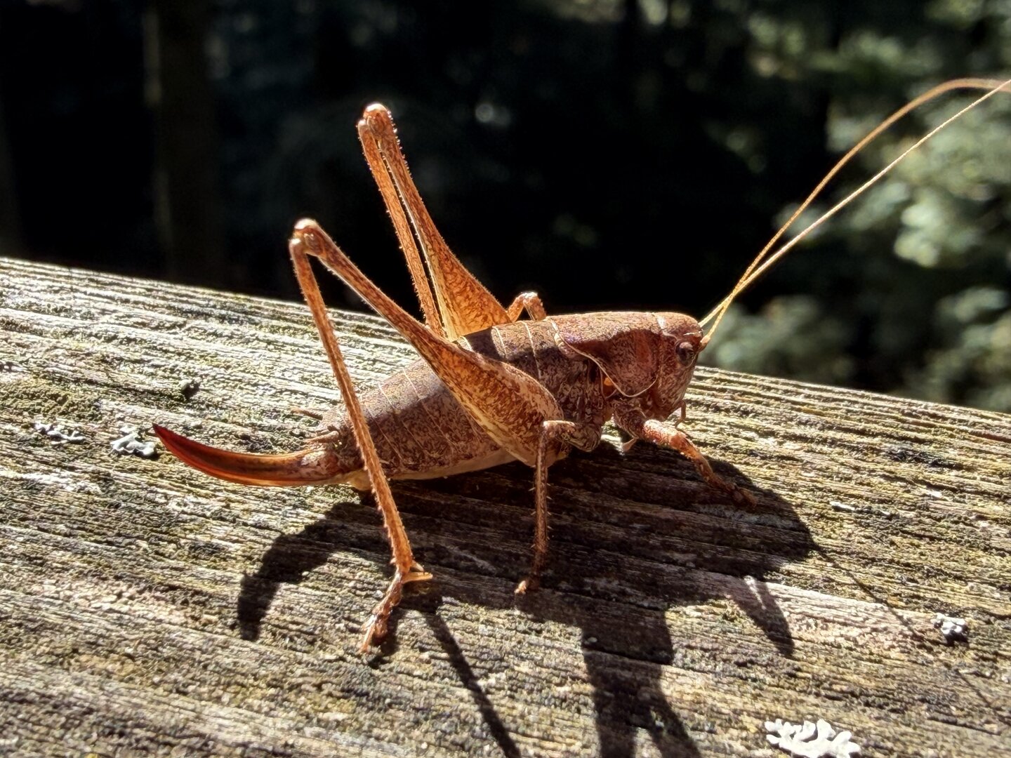 Sorry, no caption provided by author