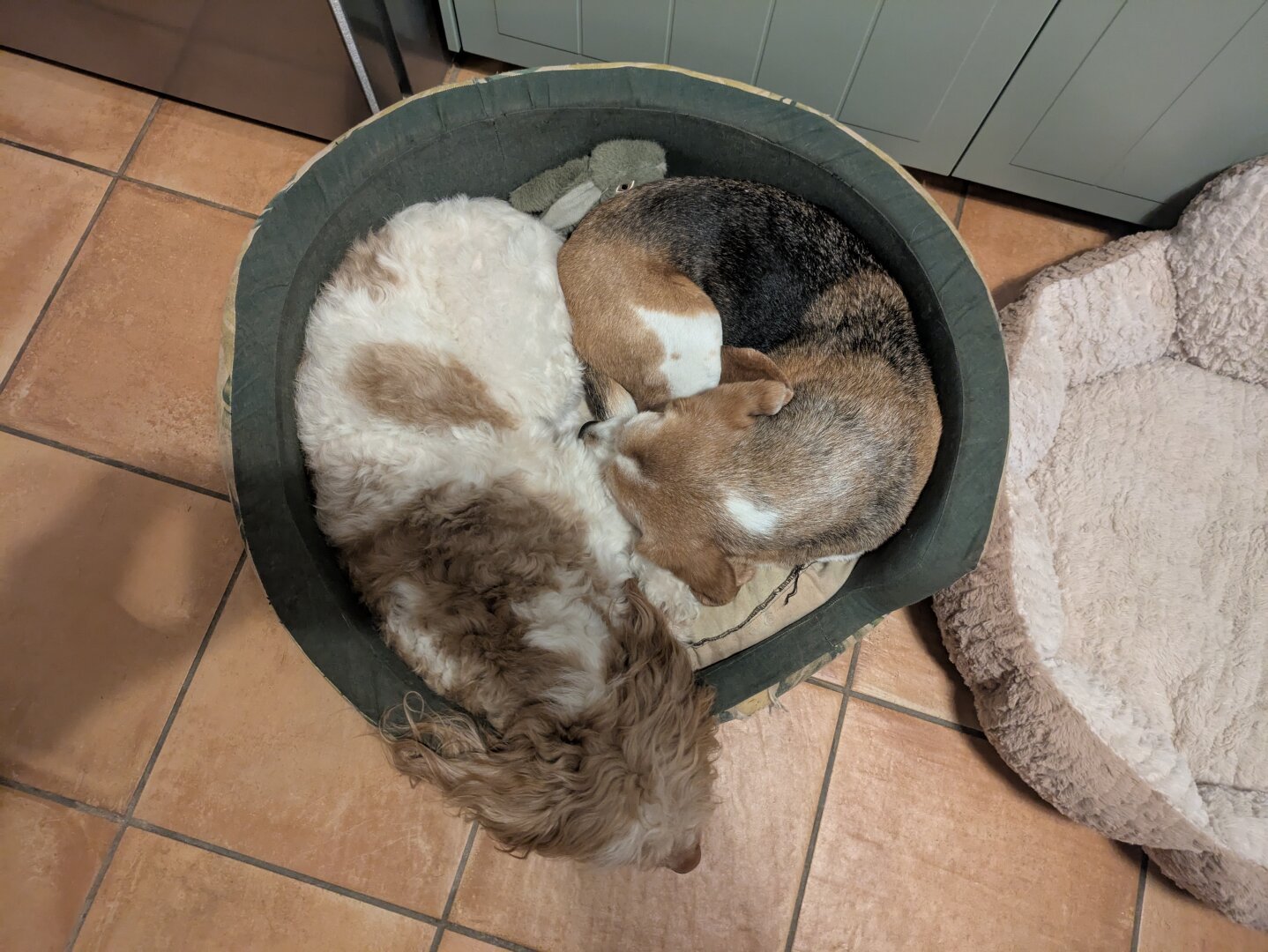 Two dogs snuggling in one round dog bed