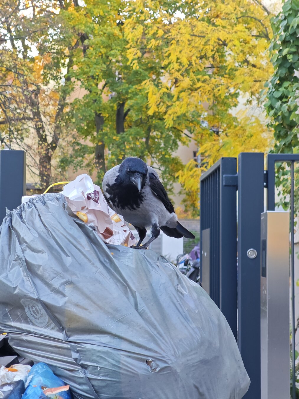 Eine Krähe sitzt auf einem Müllbeutel und schaut in meine Richtung