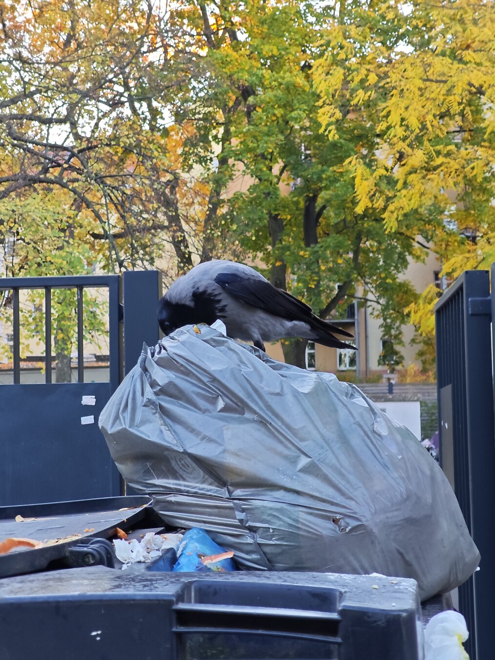 Eine Krähe sitzt auf einem Müllbeutel und hat den Schnabel reingesteckt