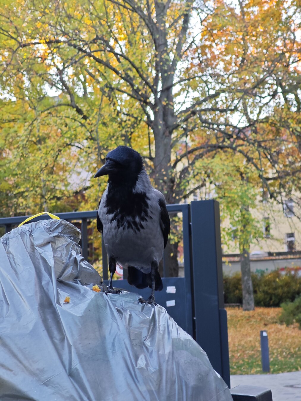 Eine Krähe sitzt auf einem Müllbeutel