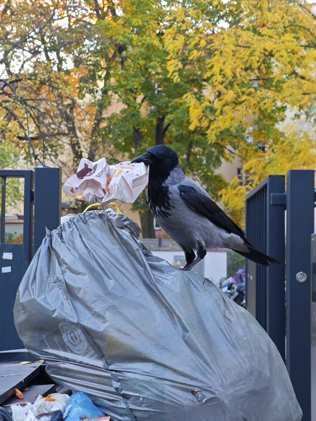 Eine Krähe sitzt auf einem Müllbeutel und hat eine Verpackung rausgezogen