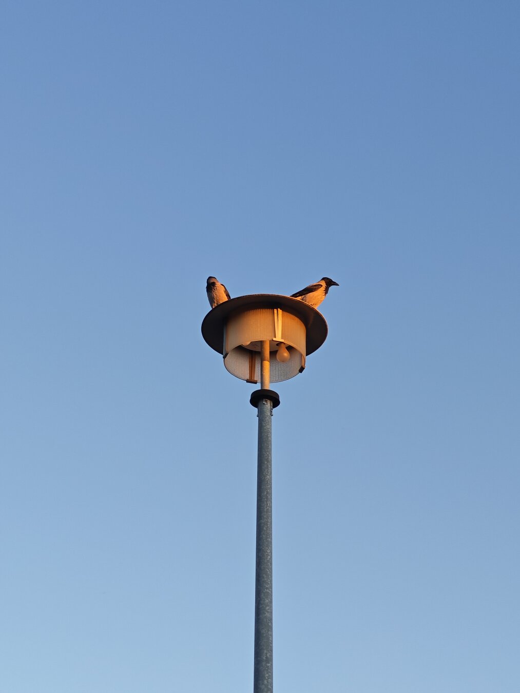 Zwei Krähen sitzen auf einer Laterne