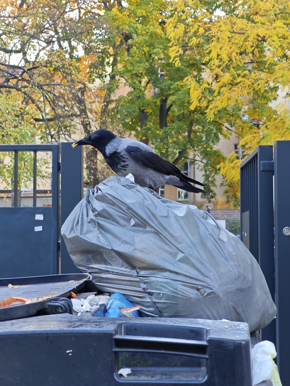 Ein Krähe sitzt auf einem Müllbeutel und hat etwas essbares im Schnabel