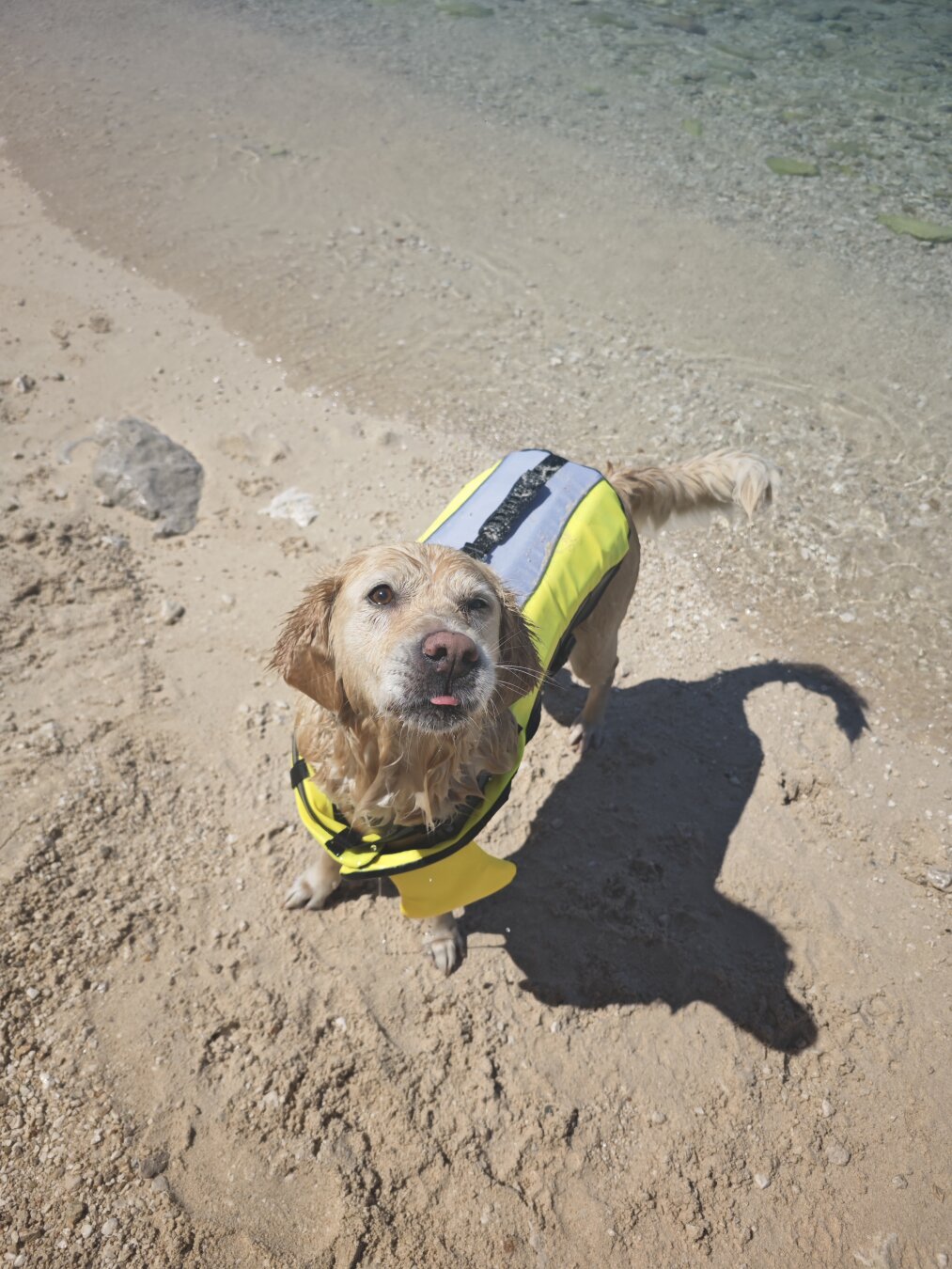 Ein Golden Retriever mit einer Schwimmweste steht am Meer