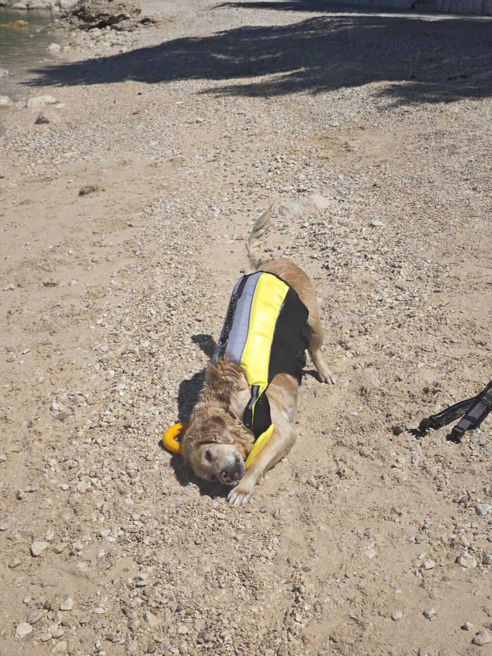 Ein Golden Retriever trägt eine Schwimmweste und rollt sich über den Bode.