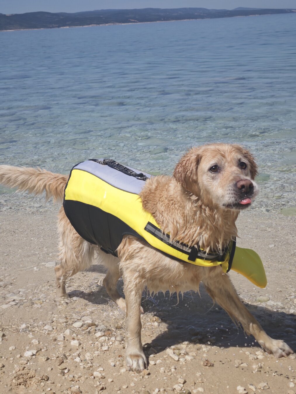 Ein Golden Retriever mit einer Schwimmweste steht am Meer und wartet auf das Spielzeug