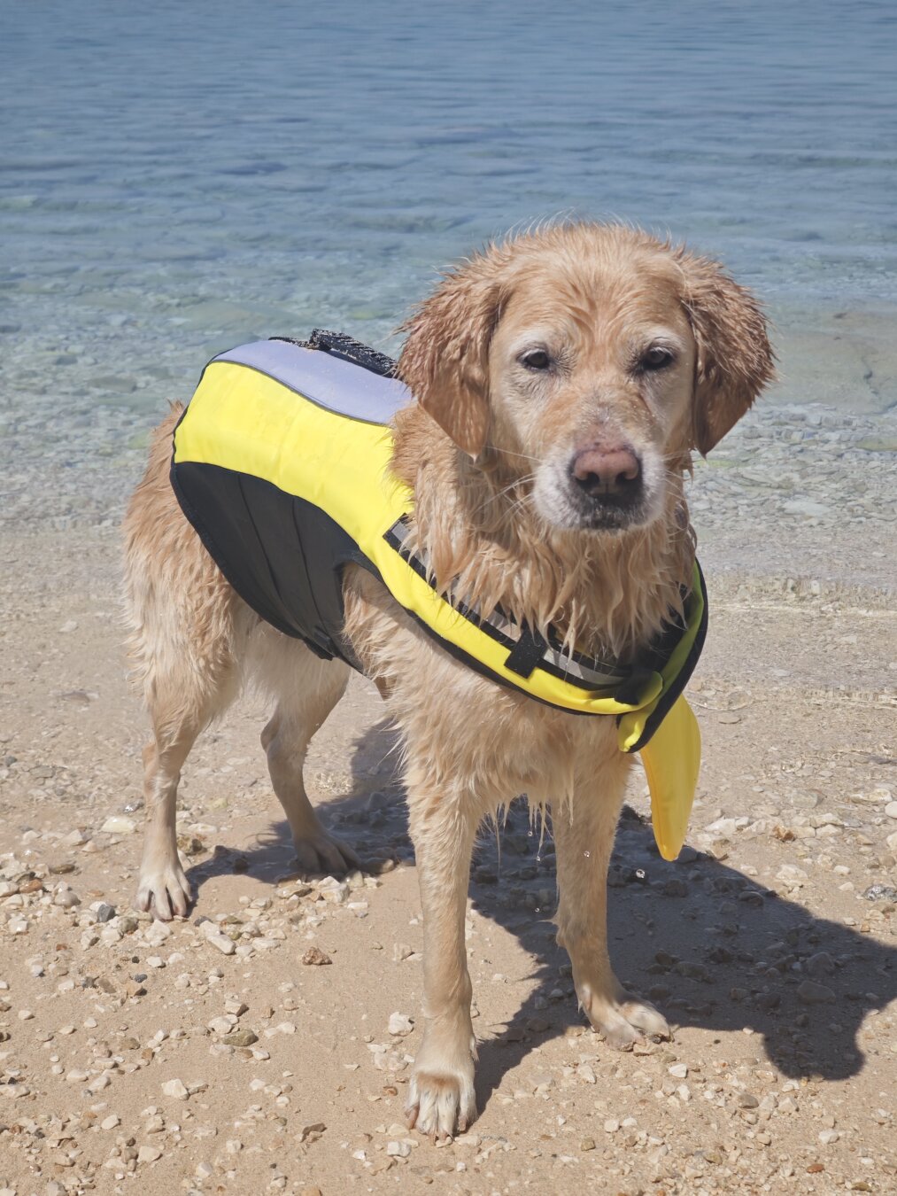 Ein Golden Retriever mit einer Schwimmweste steht am Meer