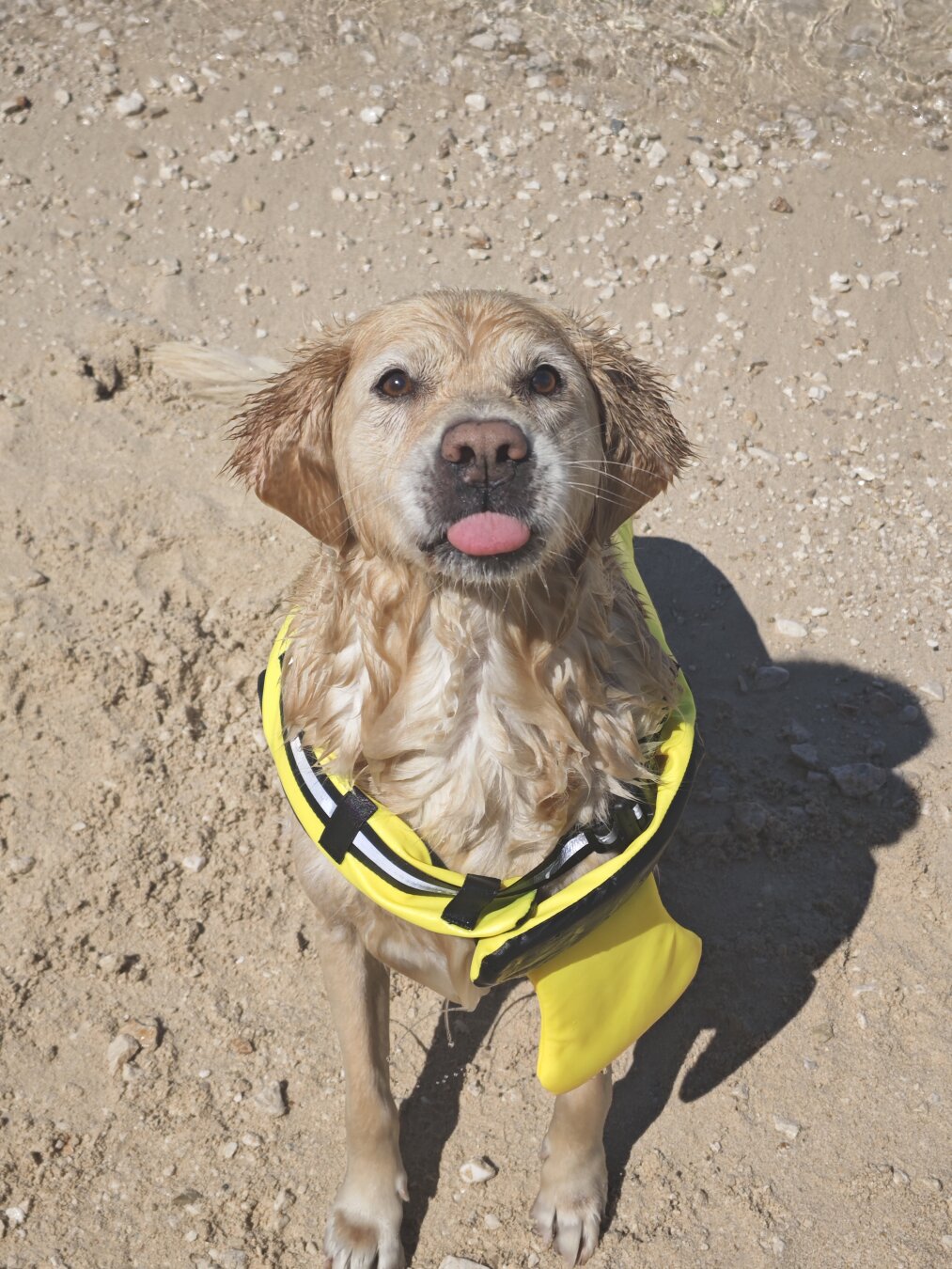 Ein Golden Retriver in einer Schwimmweste sitzt am Strand und streckt die Zunge raus
