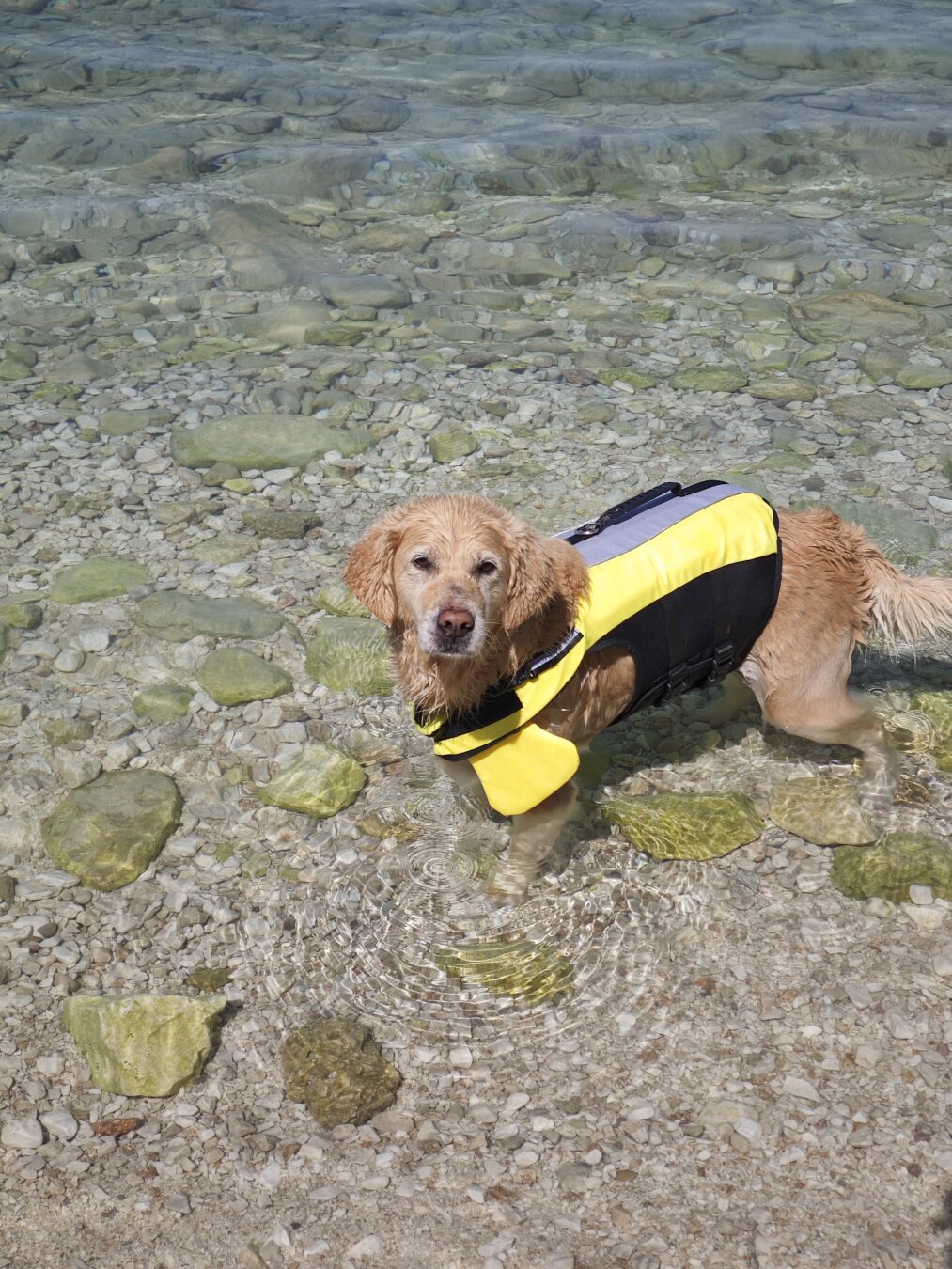 Ein Golden Retriever mit Schwimmweste steht im Meer