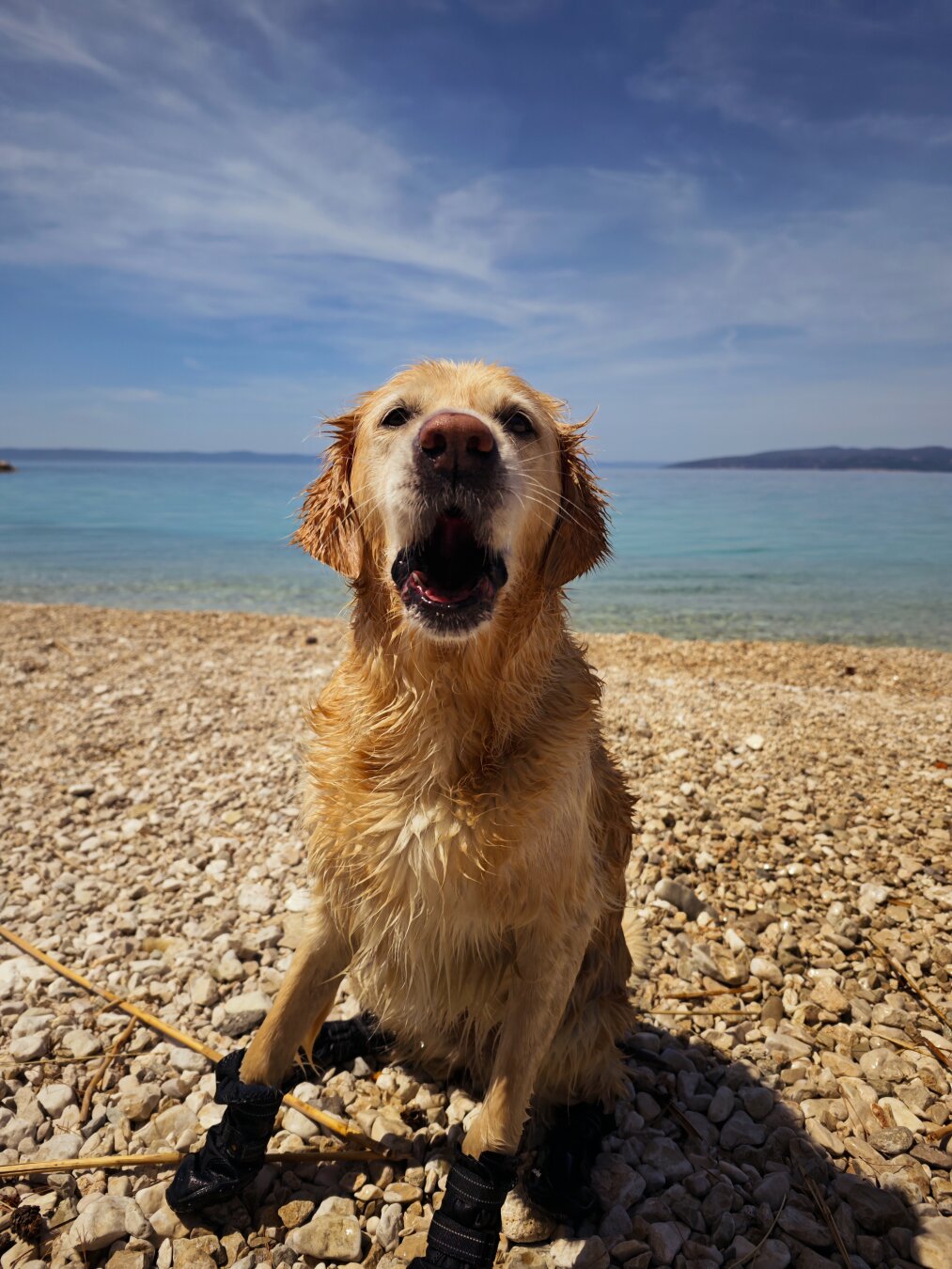 Ein Golden Retriever sitzt am Strand und hat den Mund geöffnet