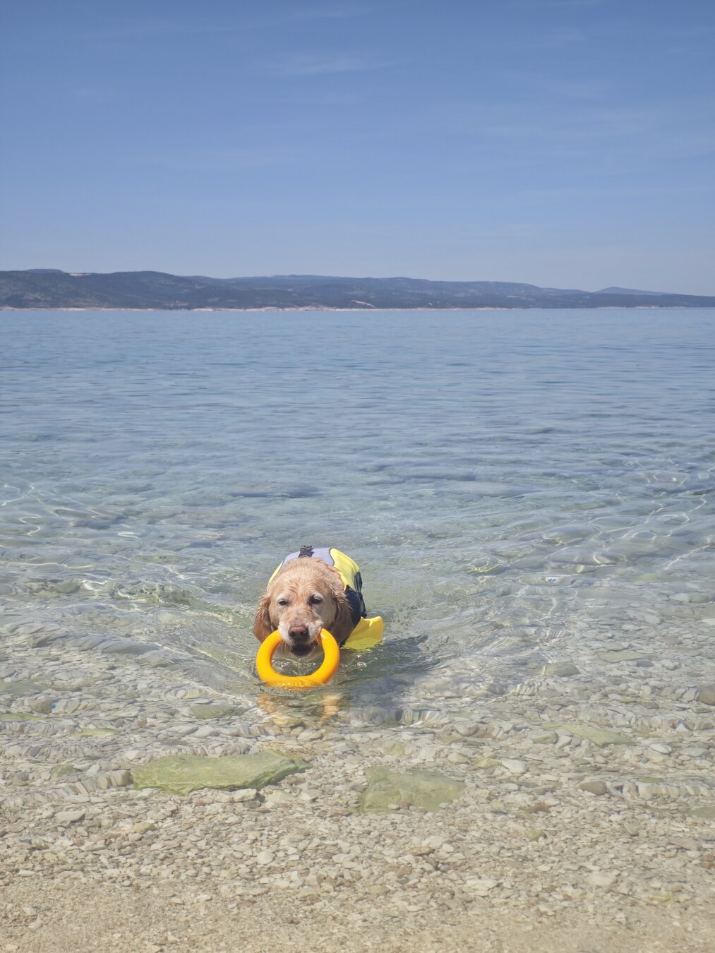 Ein Golden Retriever mit einer Schwimmweste schwimmt aus dem Meer an den Strand und hat einen Ring im Maul