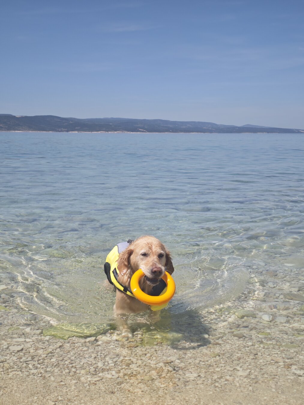 Ein Golden Retriever mit einer Schwimmweste schwimmt aus dem Meer an den Strand und hat einen Ring im Maul