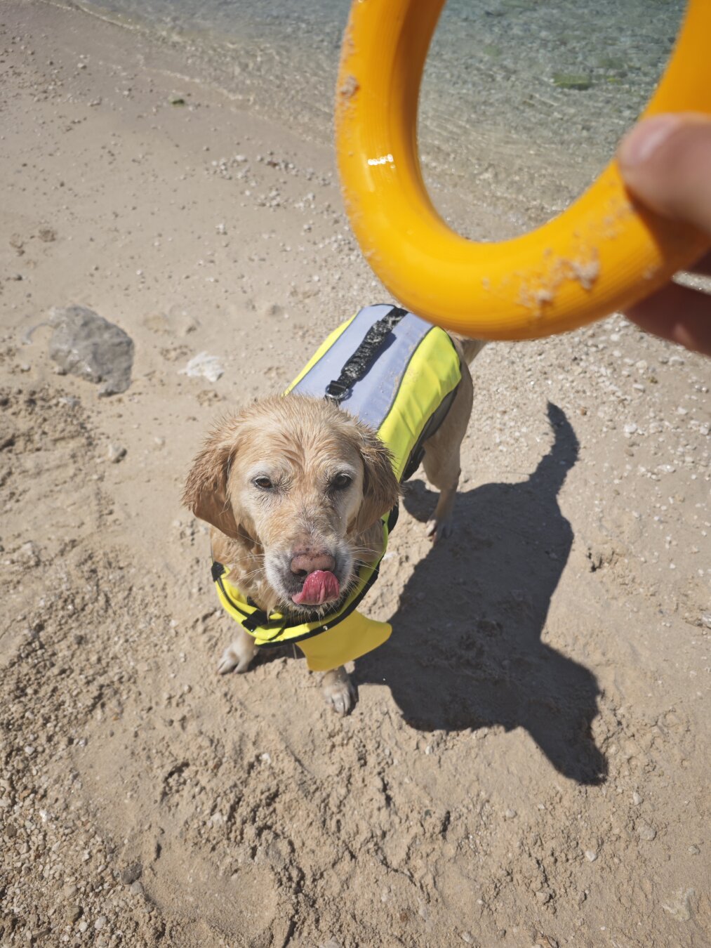 Ein Gilden Retriever mit einer einer Schwimmweste steht im Meer und wartet darauf, dass ein Ring geworfen wird