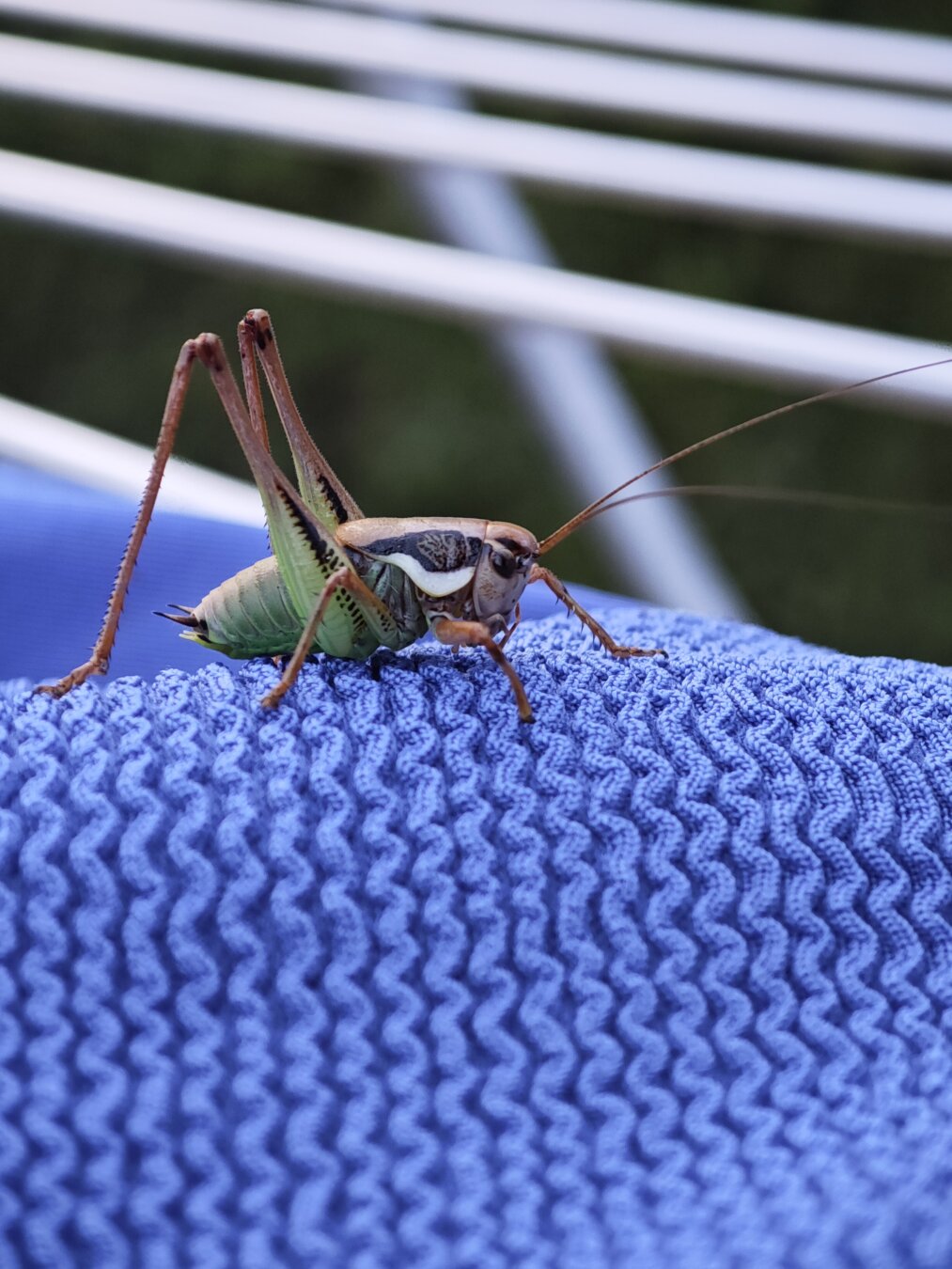 Eine Heuschrecke auf blauen Stück Stoff