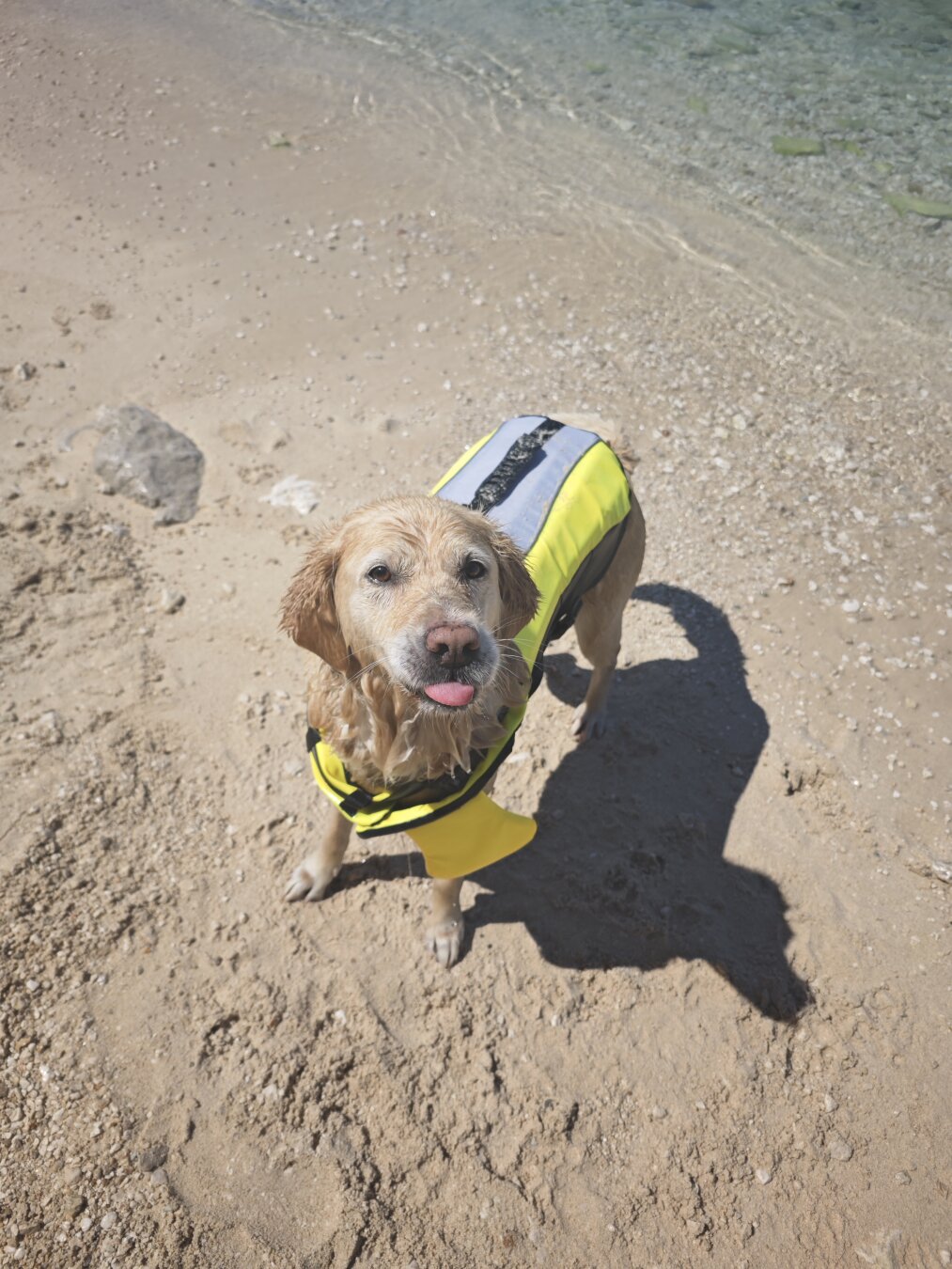 Ein Golden Retriever mit einer Schwimmweste steht am Meer
