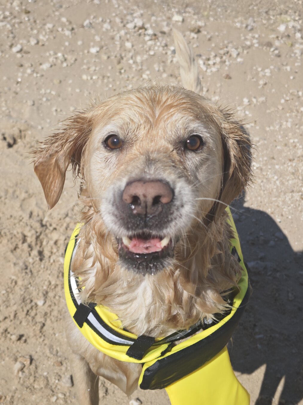 Ein Golden Retriever sitzt am Strand, trägt eine Schwimmweste und schaut in die Kamera