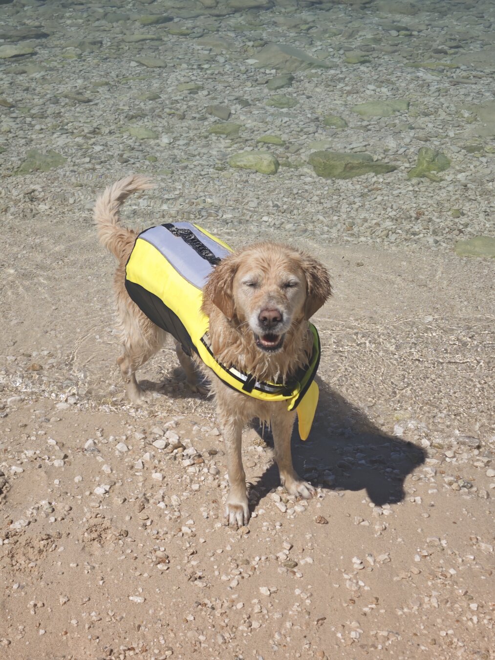 Ein Golden Retriever mit einer Schwimmweste steht am Meer