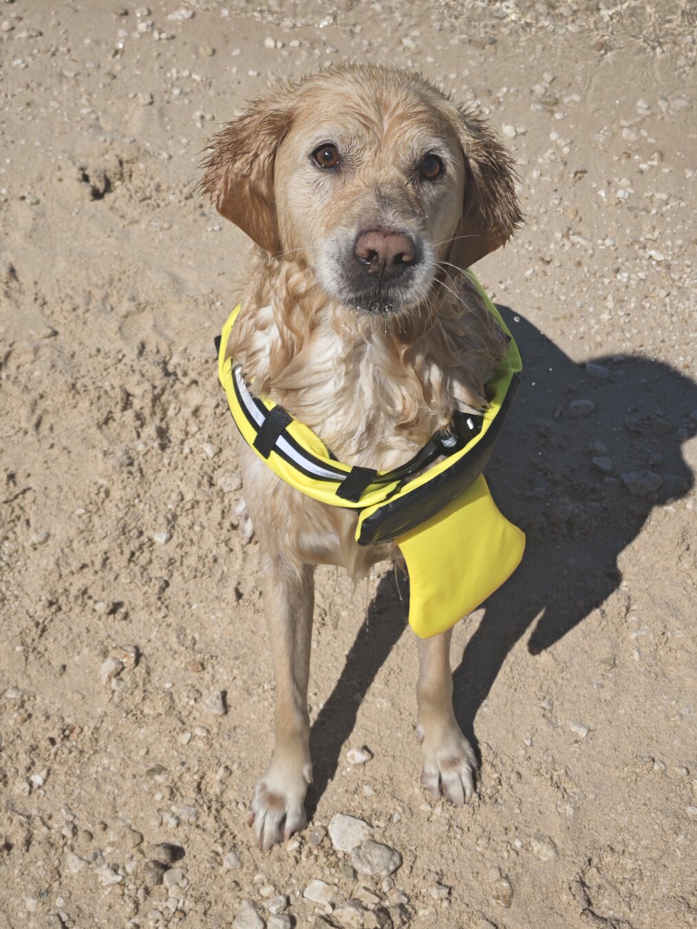 Ein Golden Retriever steht am Strand und trägt eine Schwimmweste