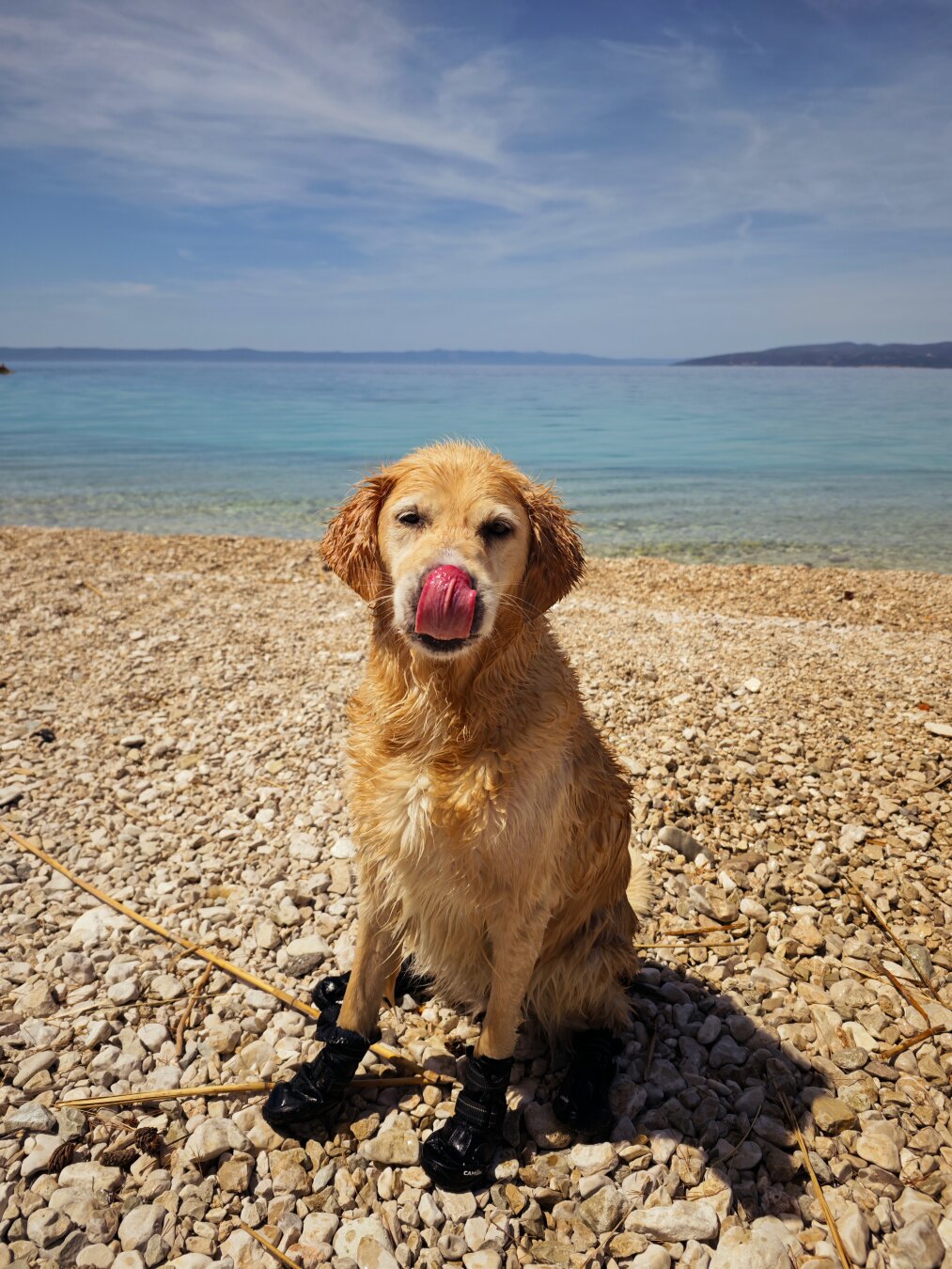 Ein Golden Retriever sitzt am Strand und streckt die Zunge raus