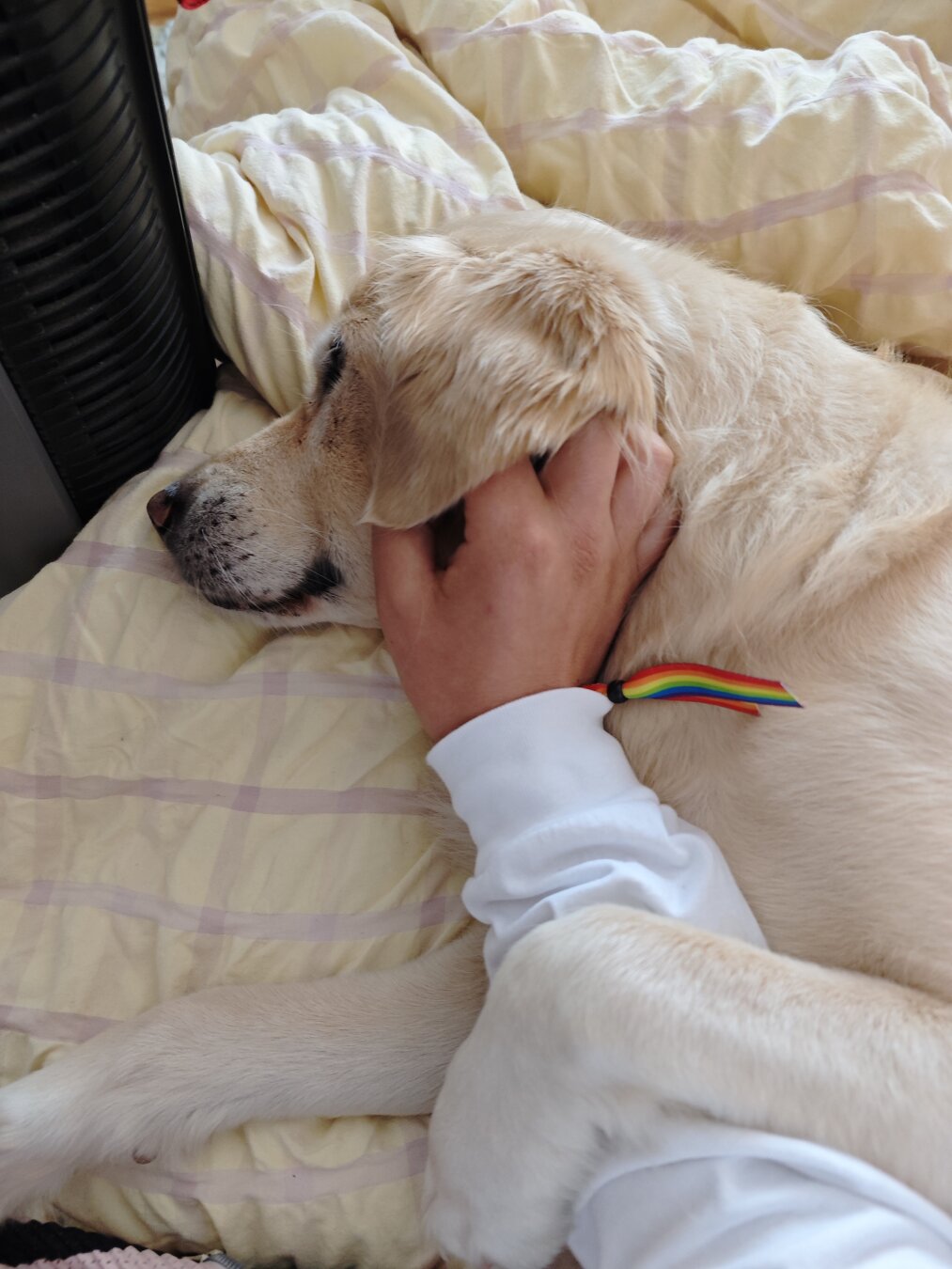 Ein Golden Retriever liegt im Bett, wird gestreichelt und hat dabei sein Bein über meinen Arm gelegt
