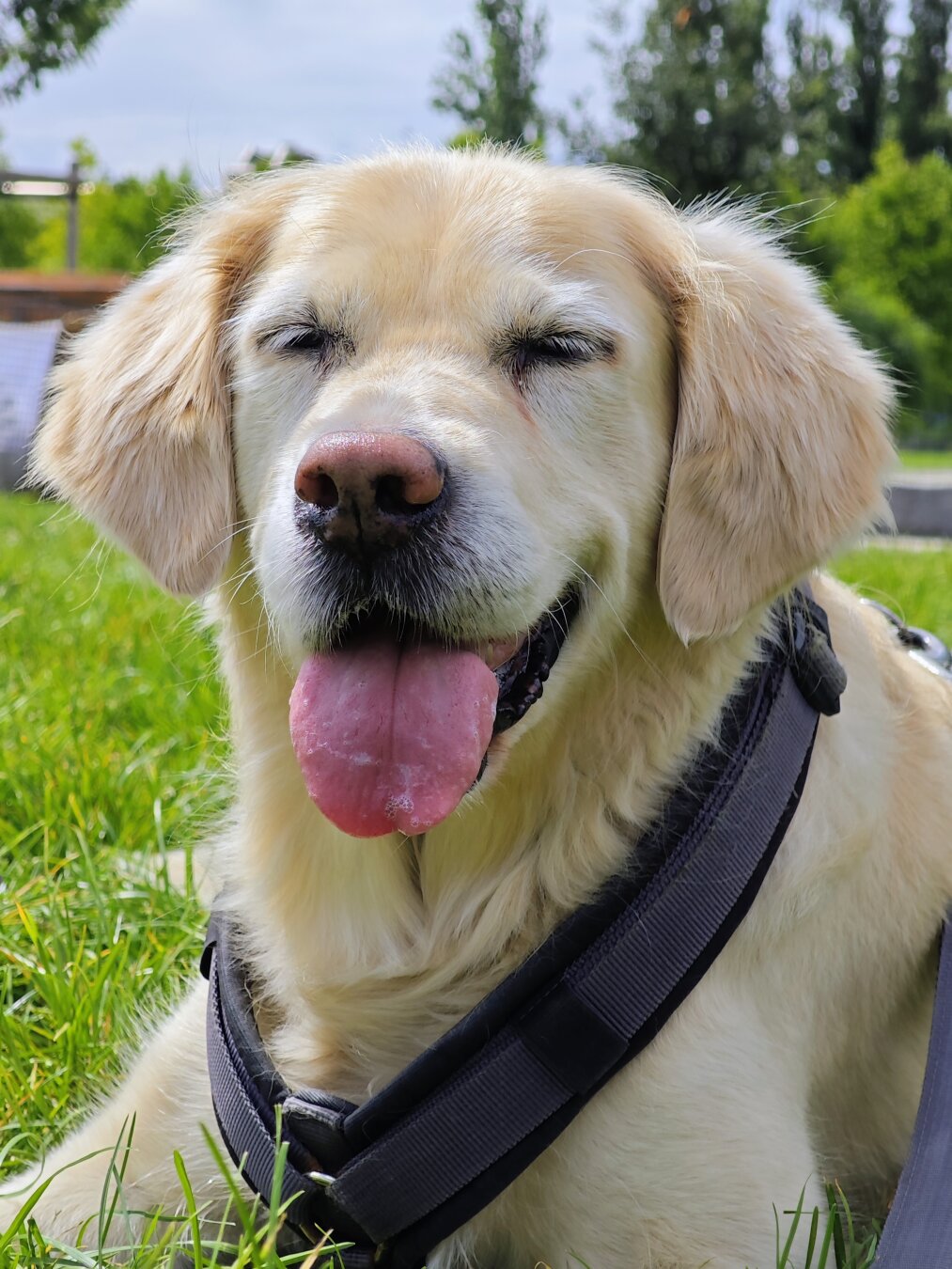 Ein Golden Retriever liegt in einem Park auf dem Rasen und es sieht so aus als würde sie lachen