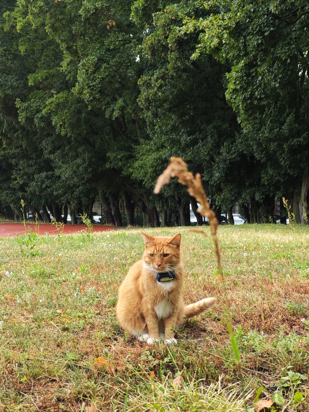 Eine rote Katze steht auf der Grünfläche eines Sportplatzes