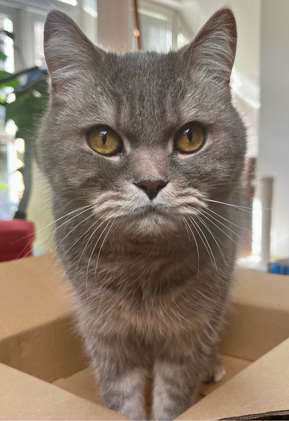 British blue shorthair cat in the box