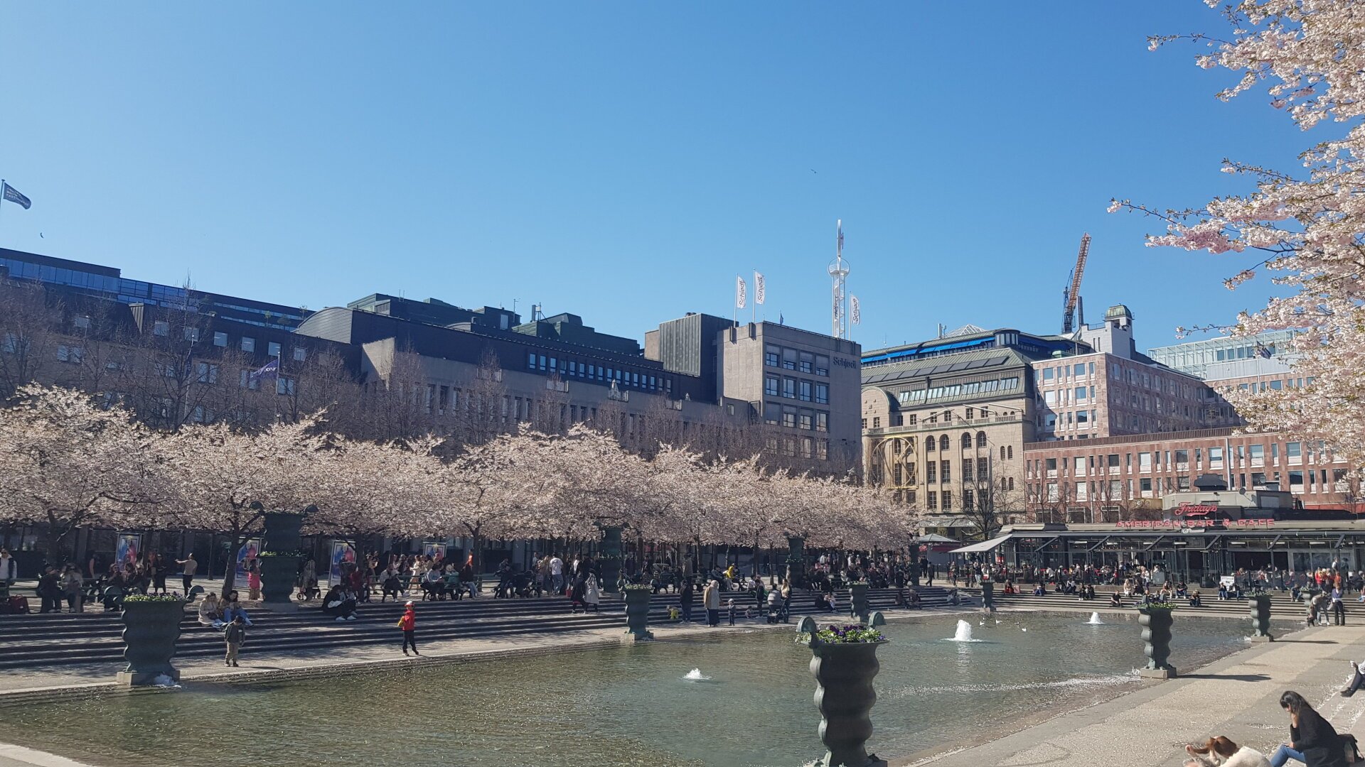 Photo of Kungsträdgården, a parc in Stockholm, Sweden, with beautiful cherry blossoms blooming.