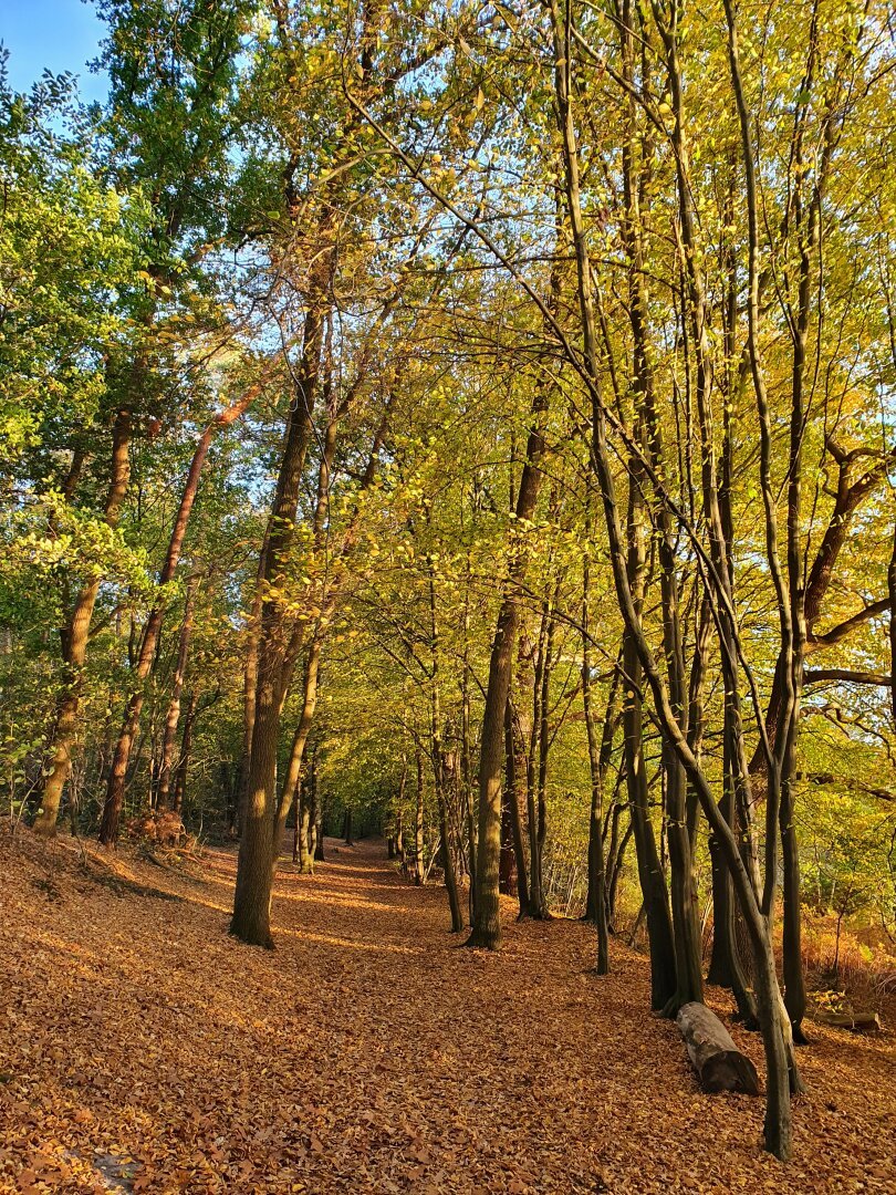 Wald mit einem von Herbstblättern bedeckten Boden