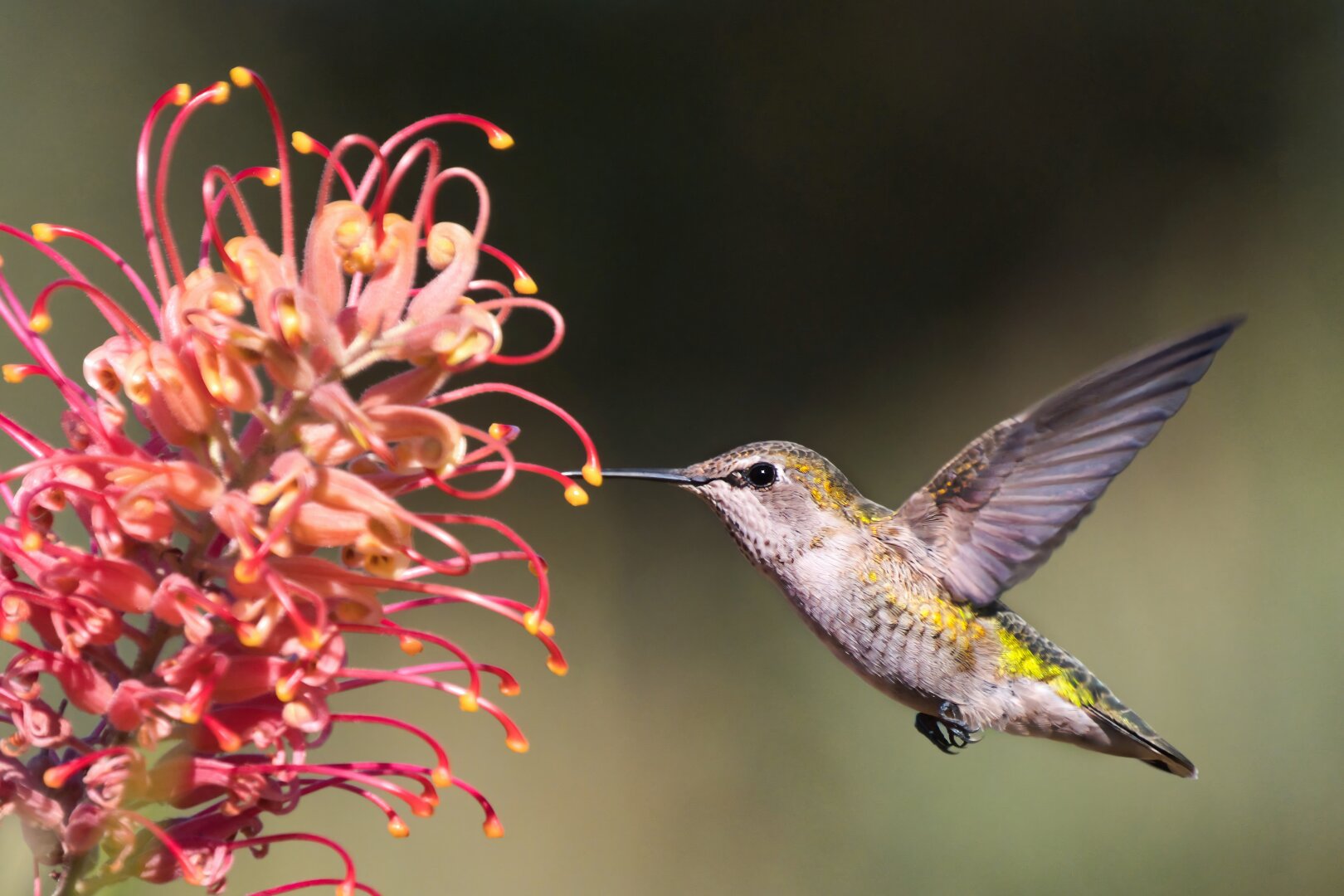 Humming bird in flight next to a grevillea flower.