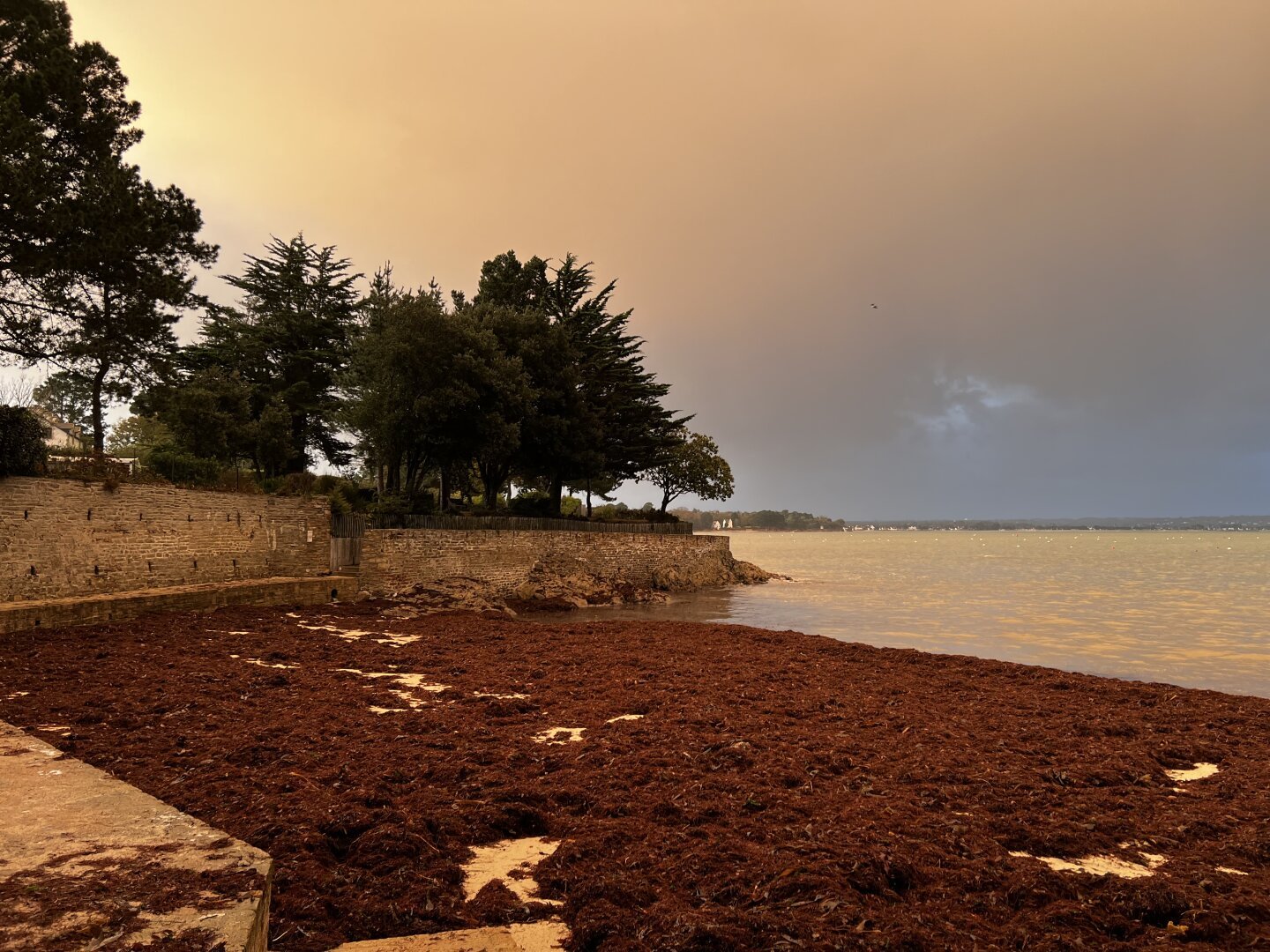 Plage remplie d'algues marron apportées par la tempête Ciaran, et ciel orangé pendant l'heure dorée. Mer mordorée qui reflète le ciel.