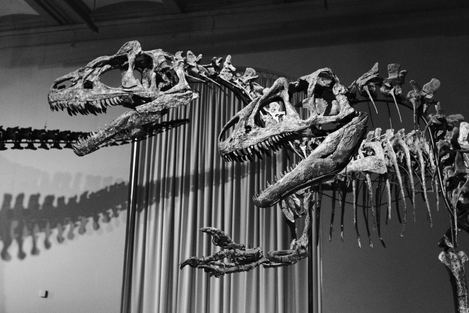 Two Allosaurus skeletons.