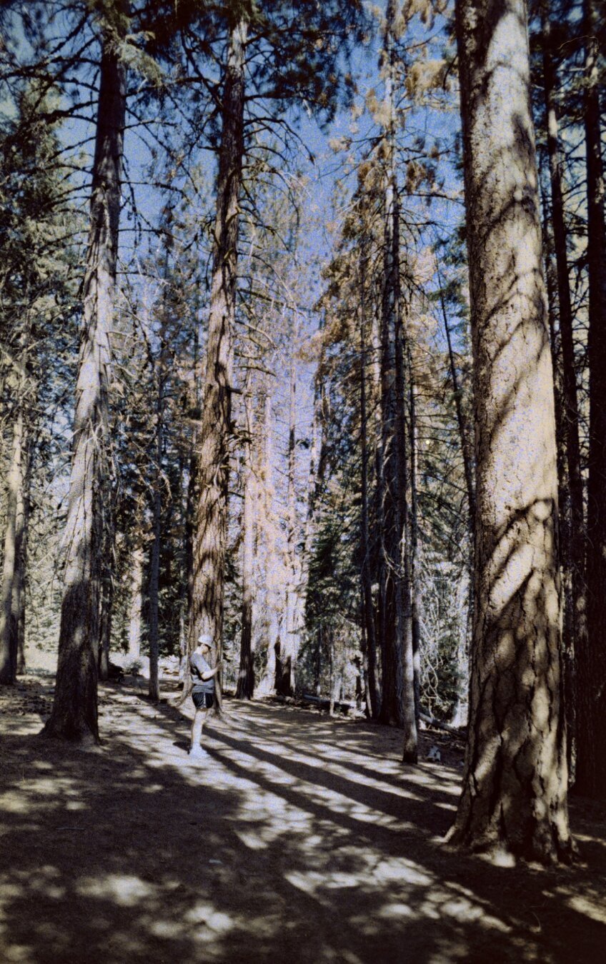 Kristen in the Redwoods in Bend, OR