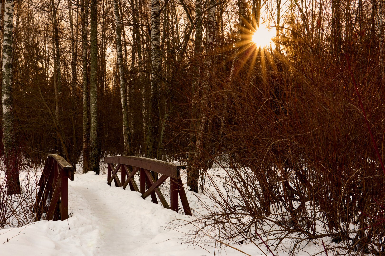 A small wooden bridge in the forest