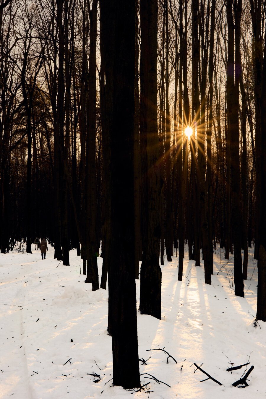 Photo of a winter park with a sunburst between the trees