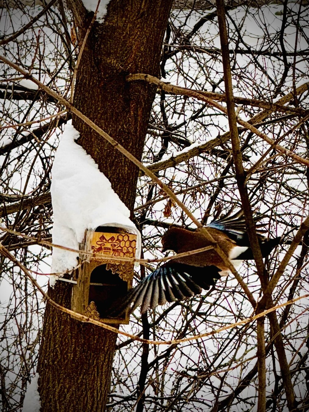 Bird flying to the feeder