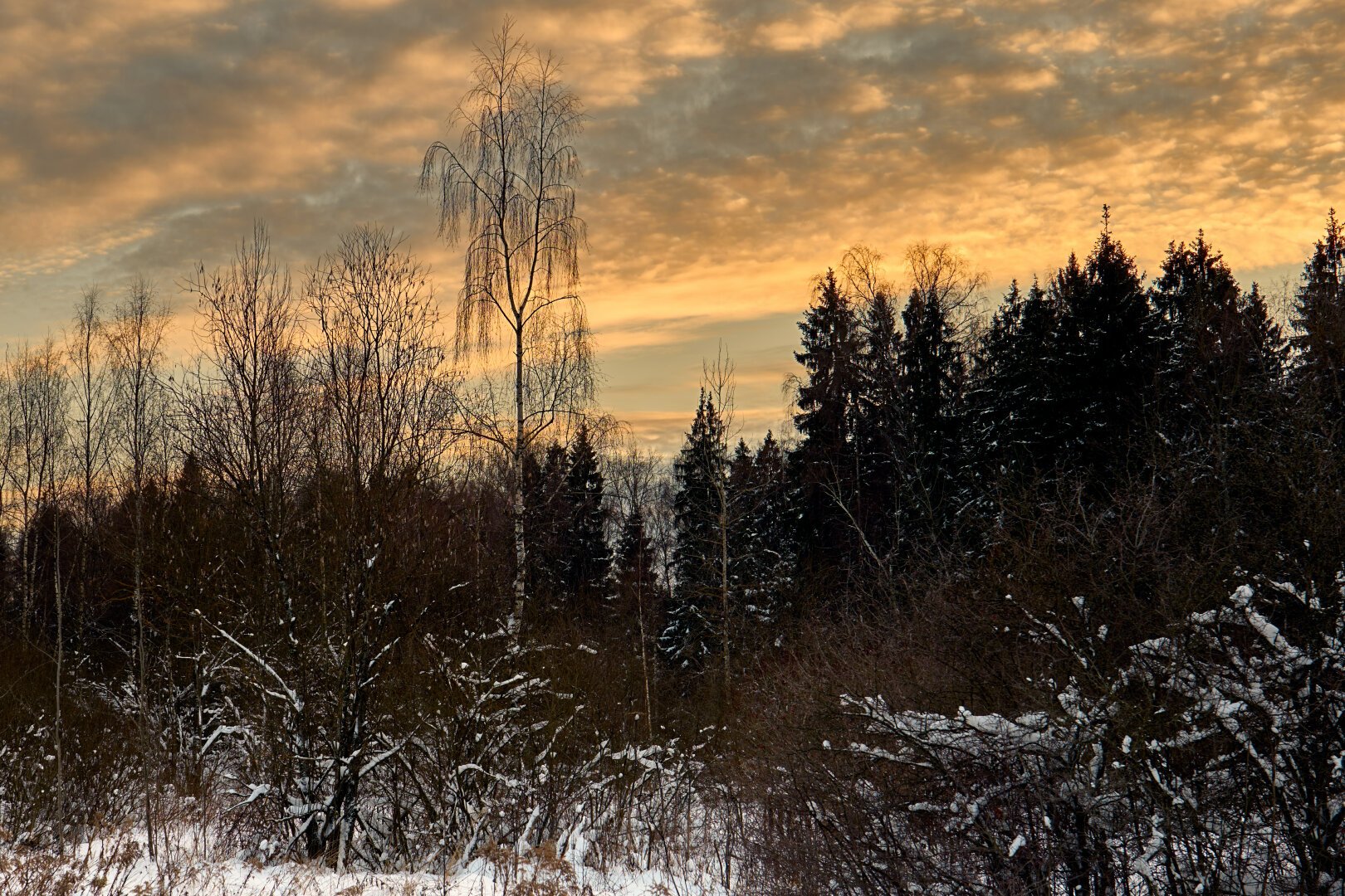 Sunset in a winter forest