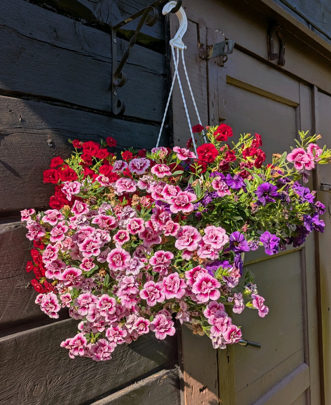 Pink, red and violet summer flowers hanging in a white basket off a brown wood wall.