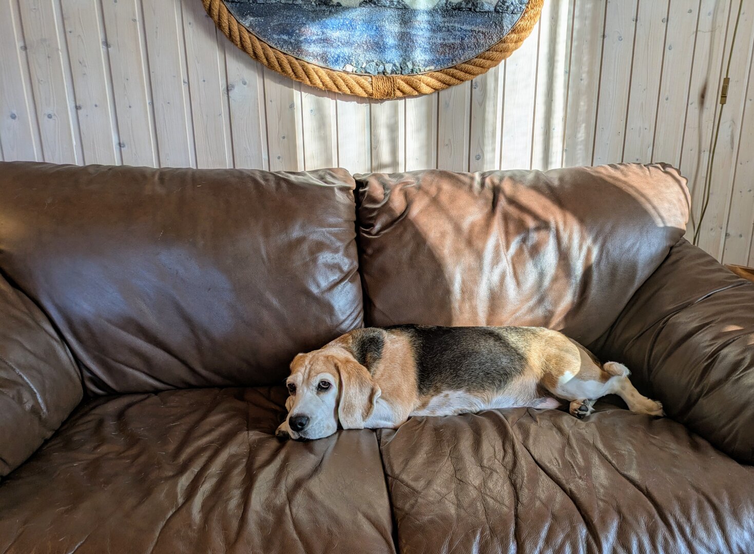 A beagle laying on a sofa, taking up most of it, looking straight into the camera.