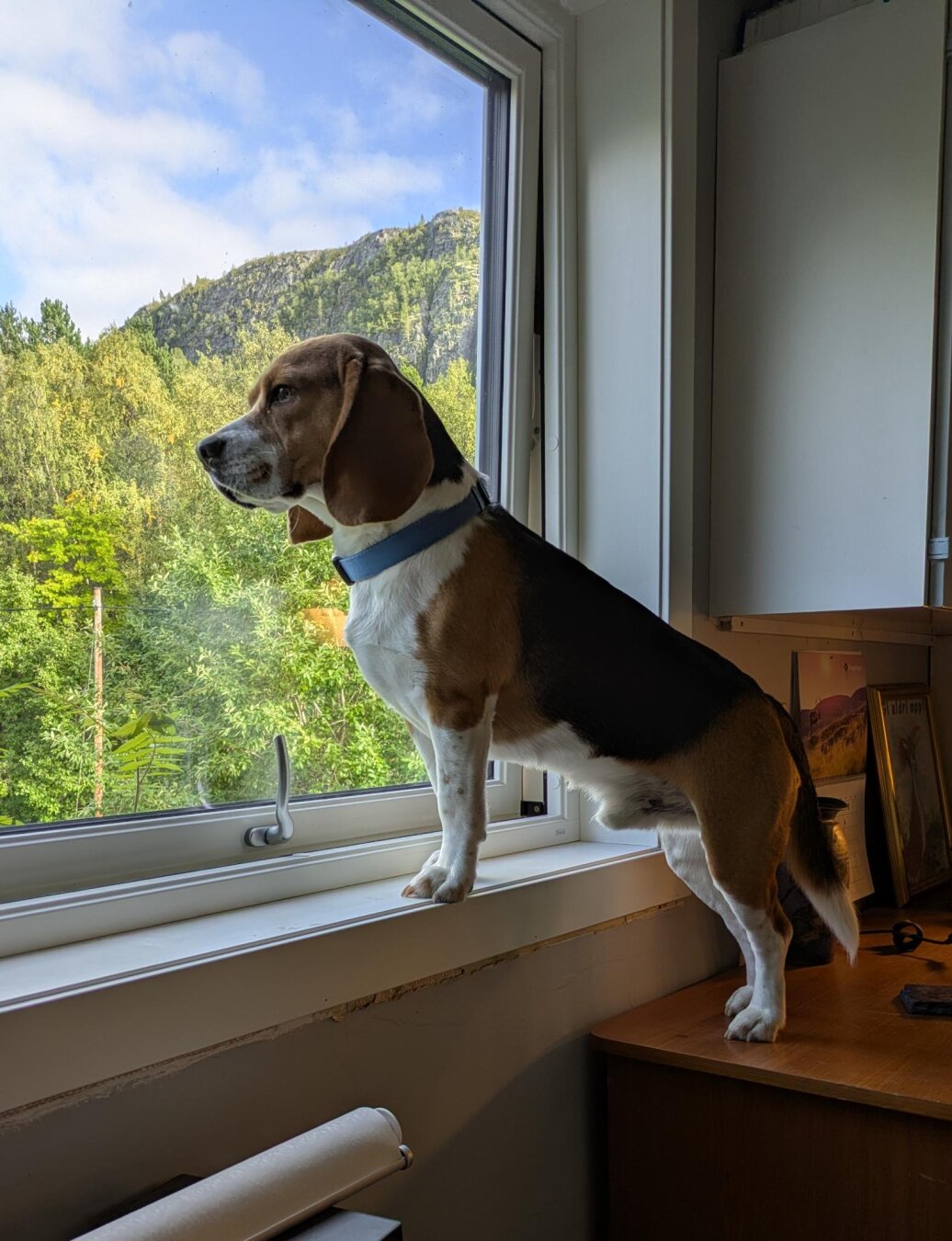A beagle standing with his back legs on a desk and front legs on the window sill looking out.Green trees outside.