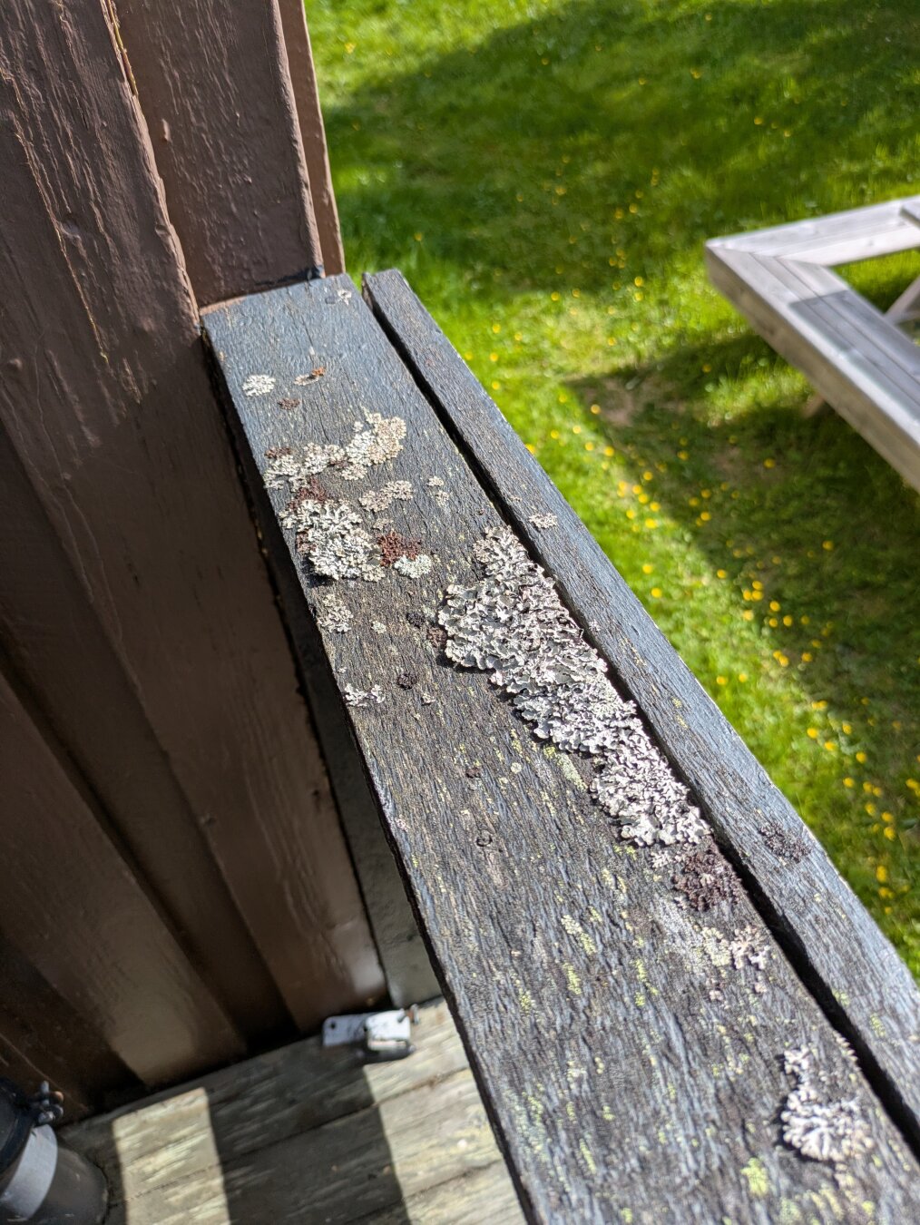 A dark painted outside railing covered with lychan.