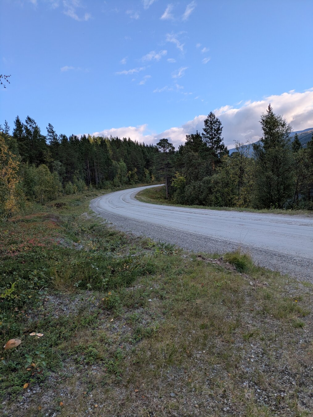 A curvy gravel road in between pine and birch trees. Blue sky with white clouds in the distance.