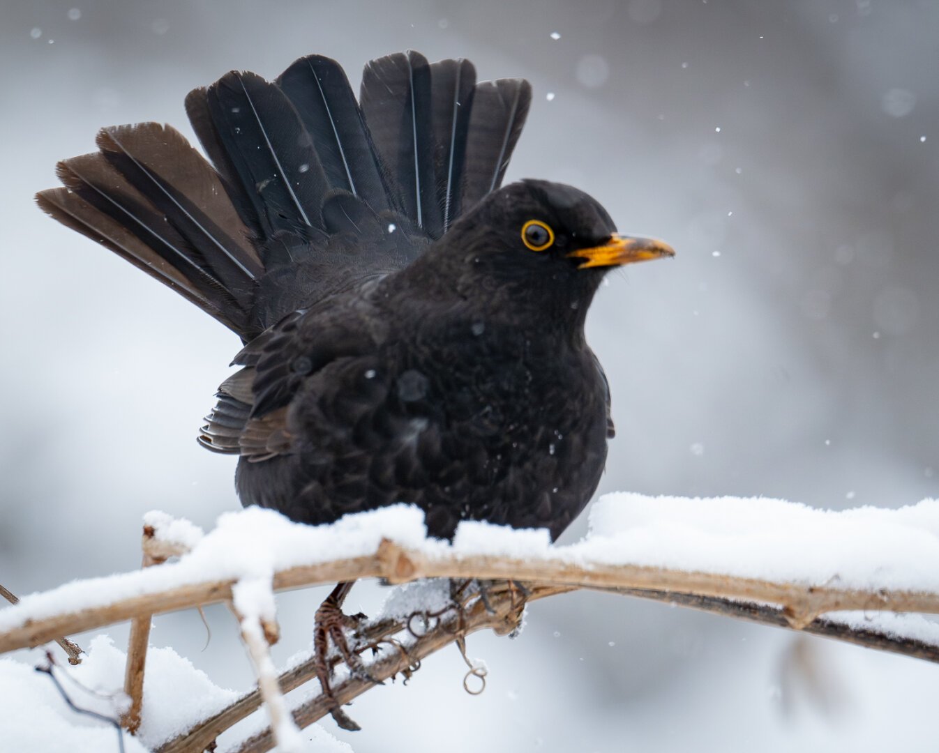 Common Blackbird