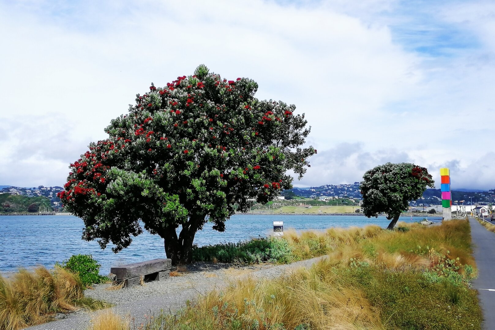 2 Blooming pōhutukawa on Evans Bay, a bench under one