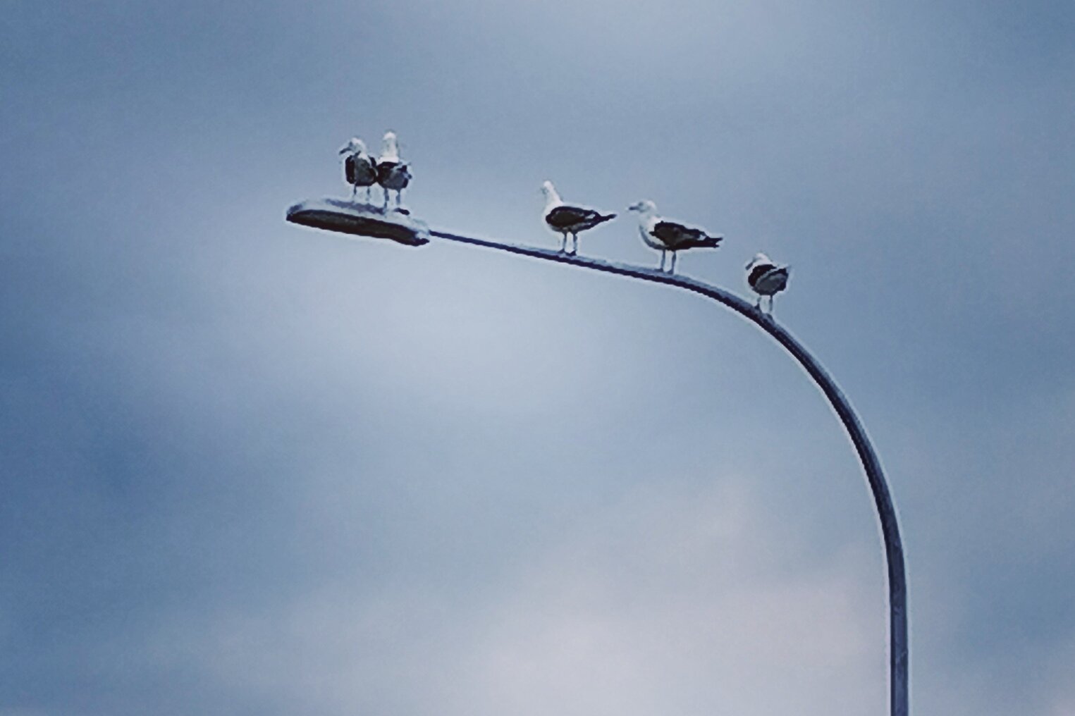 5 seagulls lined up on a lamp post