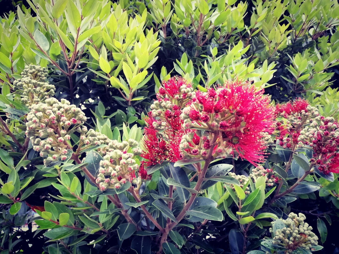 Full bloom and others about to burst on a pōhutukawa